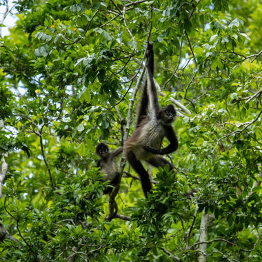 Jungle Fever - Oerwoudhelden / Kids Escape